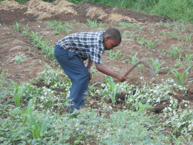 Pokomo boy weeding Pokomo boy weeding